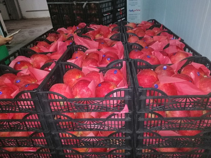 33035 - Offer pomegranate Egypt